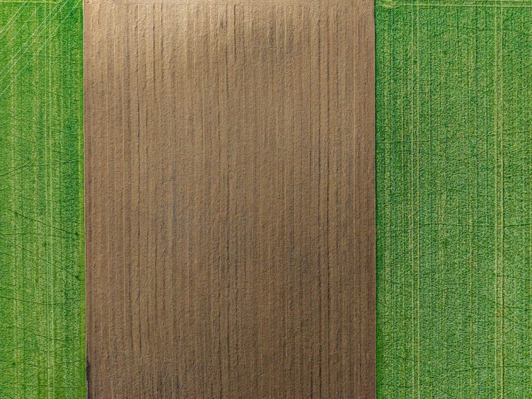 Drzeworyty i ich znaki rozpoznawcze – przewodnik początkującego